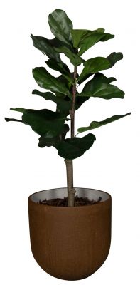 Medewi Lyrata Kunstpflanze im braunen Topf. Dekorative Ficus Kunstpflanze für Innenräume.
